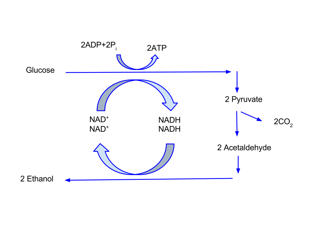 scheme showing alcoholic fermentation process