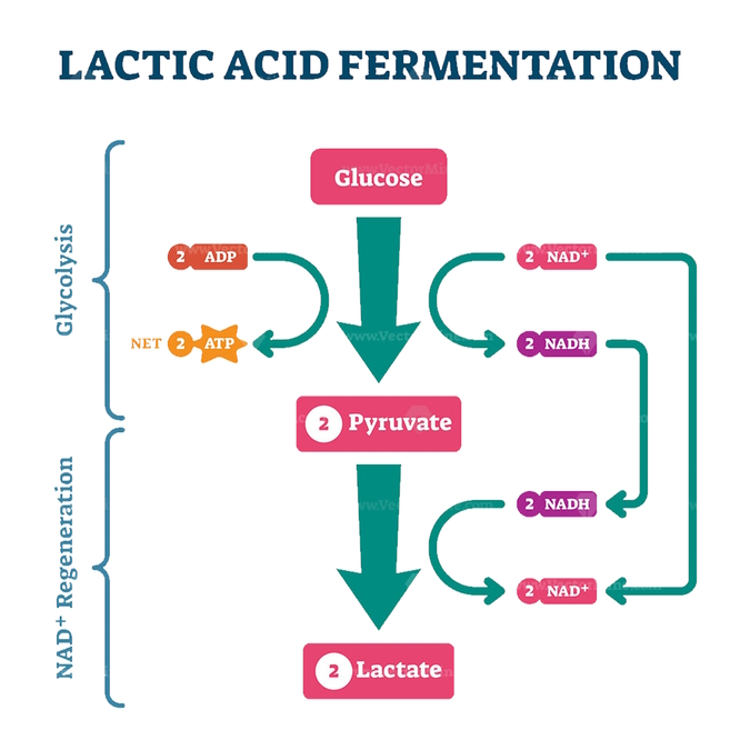 scheme showing lactic acid fermentation process