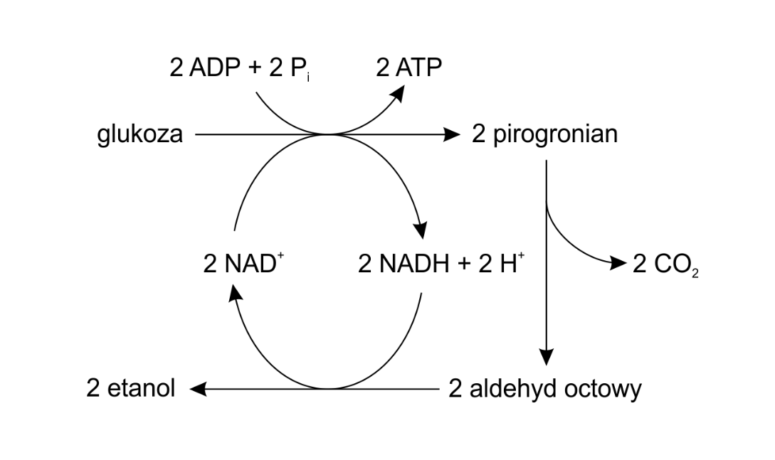 schemat pokazujący przebieg fermentacji alkoholowej