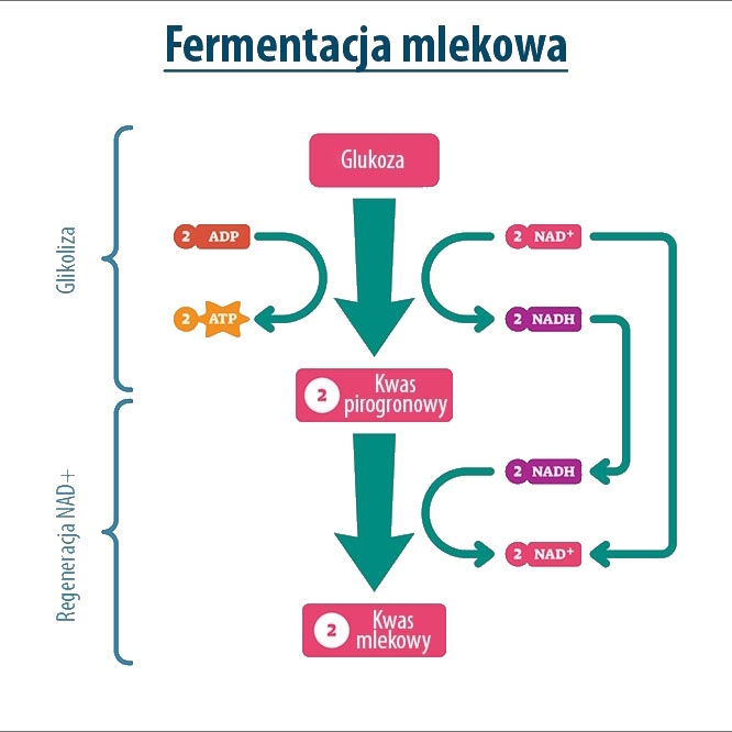 schemat pokazujący przebieg fermentacji mleczanowej